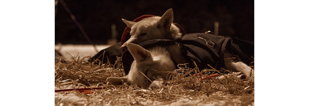Langdistanse: Introkurs til langdistanse